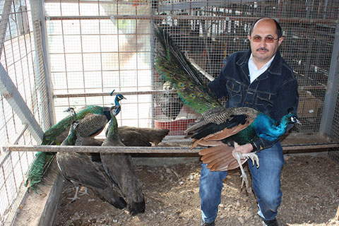 TAVUS KUŞU İHRAC EDİYOR