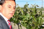 Çal’da 220 bin dekar bağ kurudu