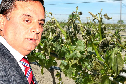 Çal’da 220 bin dekar bağ kurudu