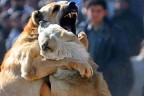 Köpek dövüşüne 2 bin 511 TL ceza
