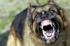 Sokak köpekleri öldürüyordu