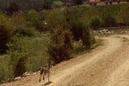 Çameli’de bu tavşana kimse dokunmuyor