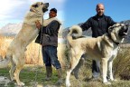 Dev kangallar Denizli’de yetiştiriliyor