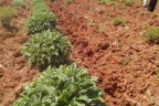 Bekilli’nin kaderi Ada Çayı ile değişecek