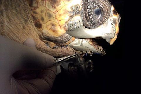 CARETTA CARETTA’YA ÇENE PROTEZİ