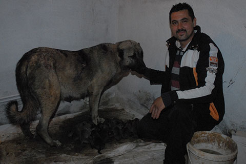 Kangal köpeği Yıldız’dan bir batında 19 yavru