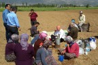 TÜTÜN TARLASINDA ÇAY MOLASI