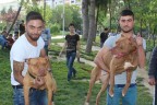 Pitbullcular parkta buluştu