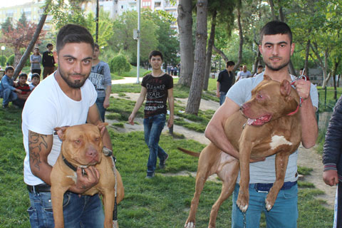 Pitbullcular parkta buluştu