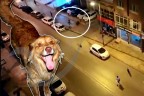 İşte hayat kurtaran sokak köpeği!