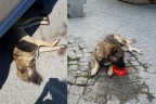 PAŞA’YA ACIMADILAR