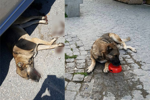 PAŞA’YA ACIMADILAR