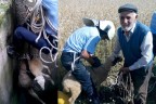 Su kuyusuna düşen koyunu itfaiye kurtardı
