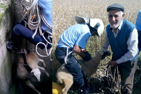 Su kuyusuna düşen koyunu itfaiye kurtardı