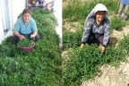 Nane çiftçinin yeni umudu oldu
