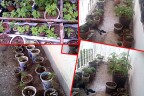 SAKSIDA 254 KÖK KENEVİR