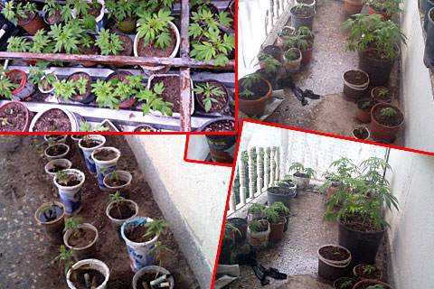 SAKSIDA 254 KÖK KENEVİR