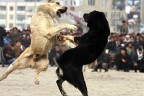 Köpek dövüşüne 15 bin TL ceza