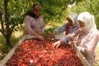 Denizli kiraz üretiminde 8.sırada