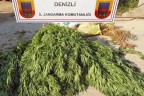 2 operasyonda 10 kg esrar 2.360 kök hint keneviri ele geçirildi