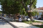 150 yıllık kavak ağacına koruma