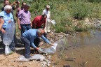 Gölete 10 bin sazan yavrusu bırakıldı
