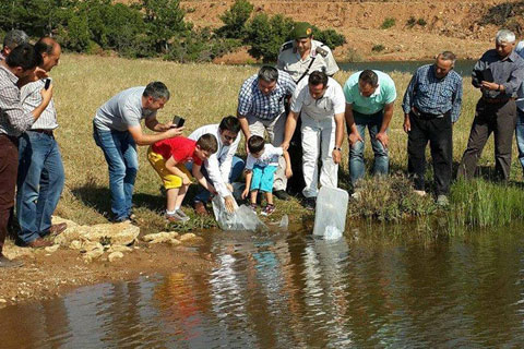 Kaplanlar Göleti’ne 10 bin sazan yavrusu bırakıldı