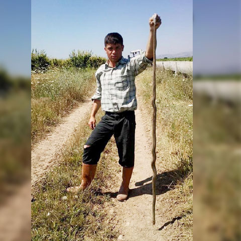 Kendisine saldıran yılanı öldürdü