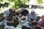 Çameli’de kiraz hasadı başladı