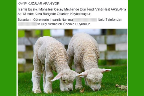 Kaybolan kuzularını gazete ilanıyla arıyor