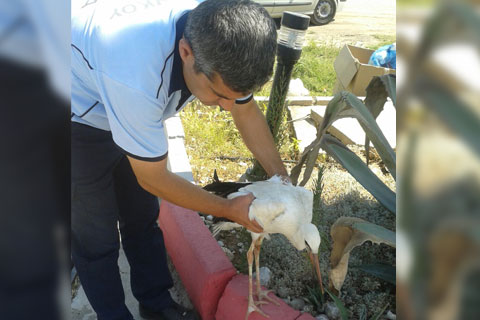 Yavru leyleğin imdadına itfaiyeciler yetişti