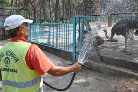 Sıcaktan bunalan hayvanlar hortumla serinletildi