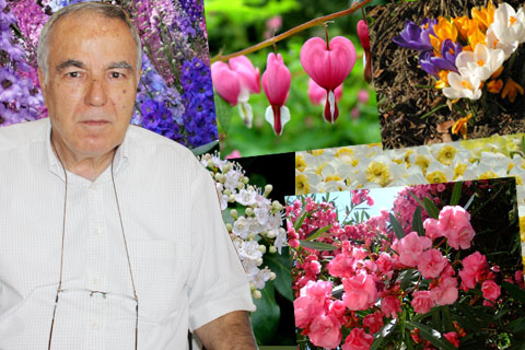 Dikkat! Süs bitkisi deyip geçmeyin…