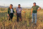 5 ilçe tarla farelerinin istilasına uğradı