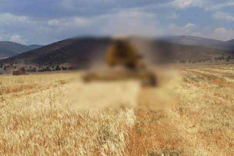 Hasat sırasında biçerdöverin altında kalarak öldü
