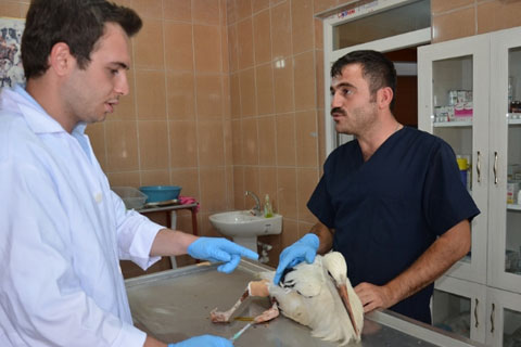 Asılı kalan leyleği Aydem ekibi kurtardı