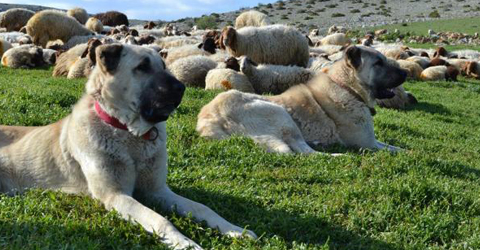 cokelezde-yetisen-kangal-kopekleri-ic