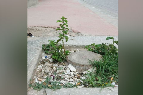 Kesilse de direniyor