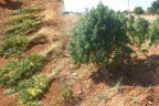 JANDARMADAN KENEVİR OPERASYONU