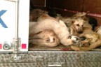 250 köpek de sürücü de kayıp