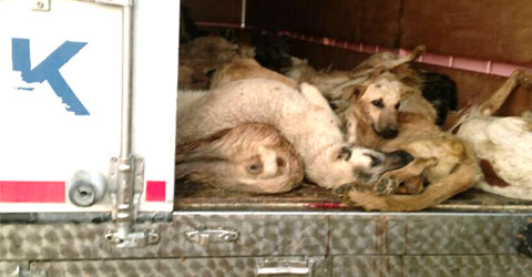 250 köpek de sürücü de kayıp