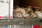 Uşak’tan Çivril’e 300 köpek, 50’si yolda öldü