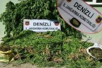 4 ilçede operasyon, 19 kilo esrar ele geçirildi