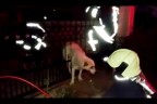 İtfaiye ekibinden köpek kurtarma operasyonu
