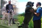 Futbolcu da sahiplendi türkücü de