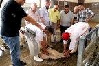 Acemi kasap kalmadı