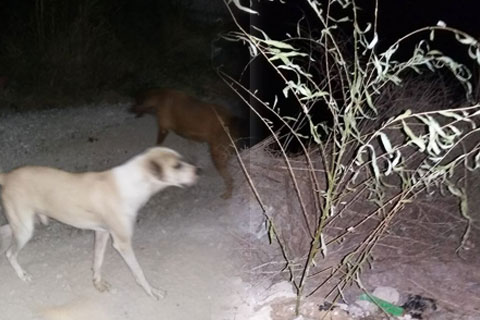 Bu fidanlar sokak hayvanları için