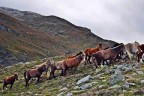 Dağların ‘özgür çocukları’ yılkı atları