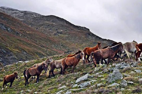 Dağların ‘özgür çocukları’ yılkı atları