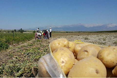 Patates Tavaslı çiftçinin yüzünü güldürdü